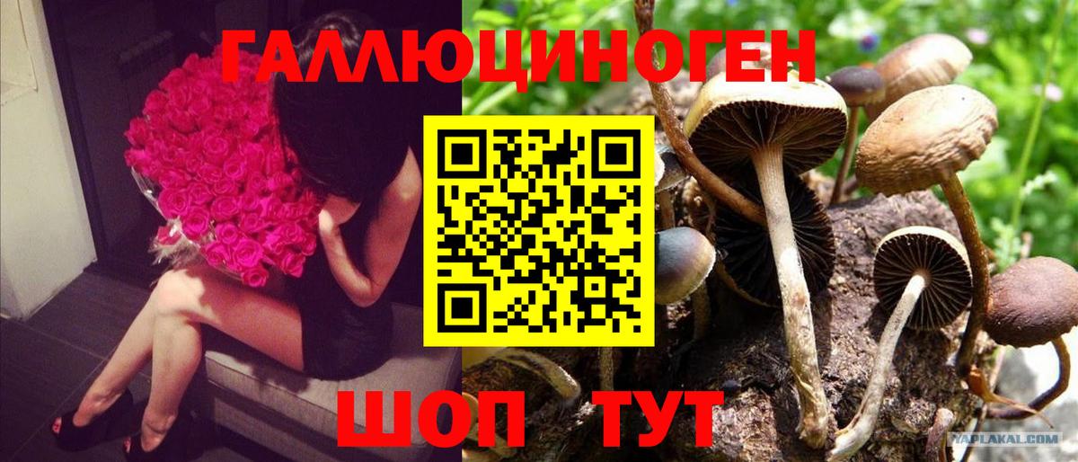 Псилоцибиновые грибы GOLDEN TEACHER  Галлюциногенные грибы Psilocybine cubensis  Грозный  Вход с VPN 